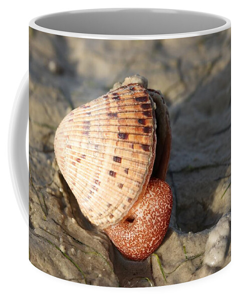 Clams Coffee Mug featuring the photograph Giant Live Clam by Mingming Jiang