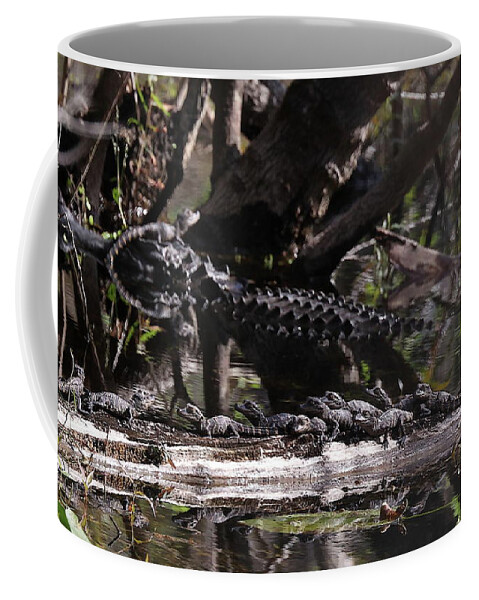 Alligator Coffee Mug featuring the photograph Giant Mama Gator and 12 Tiny Babies by Mingming Jiang