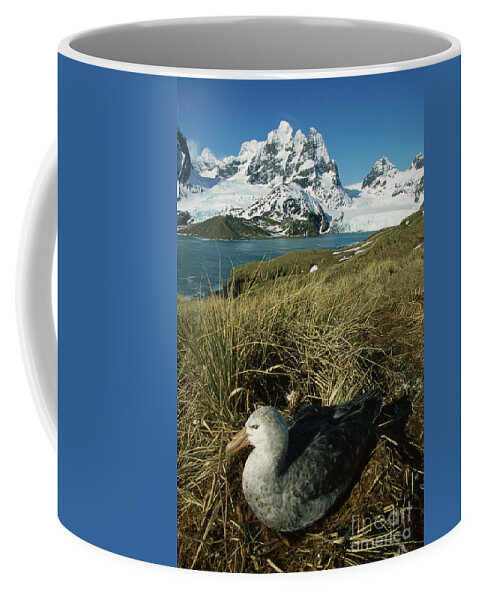 00260858 Coffee Mug featuring the photograph Giant Petrel and Mt Cunningham by Grant Dixon