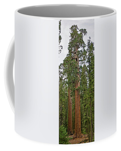 Giant Sequoia Coffee Mug featuring the photograph Oregon Tree Kings Canyon National Park by Brett Harvey
