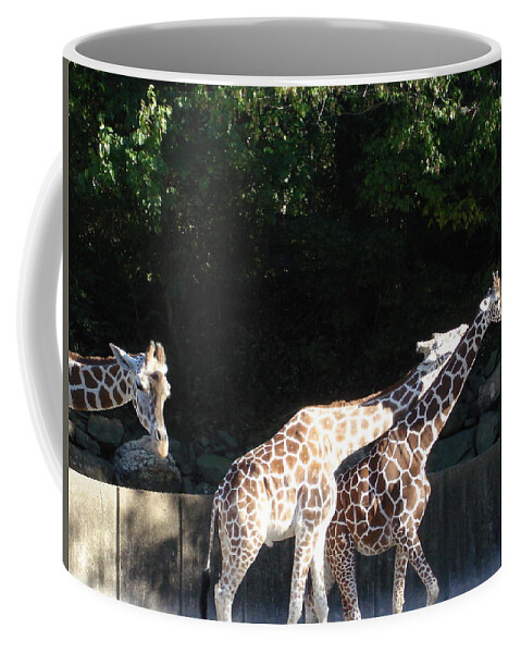 Memphis Tennessee Coffee Mug featuring the photograph Giraffes by Kenny Glover