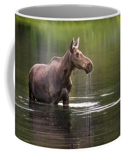  Coffee Mug featuring the photograph Glacier Moose by Robert Miller