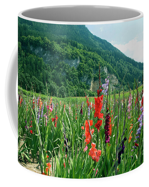 Purple Coffee Mug featuring the photograph Gladiolus Fields by Paolo Signorini