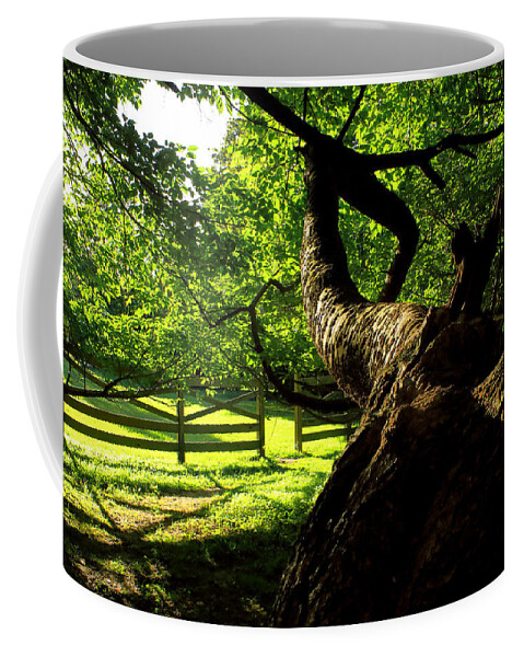 Afternoon Sun Coffee Mug featuring the photograph Gnarled Tree and Rustic Fence in Golden Hour by Steve Ember