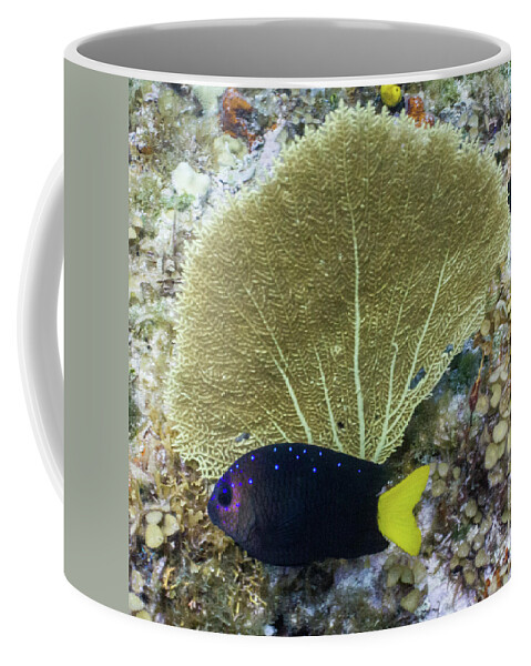Animals Coffee Mug featuring the photograph Go Gorgonian by Lynne Browne