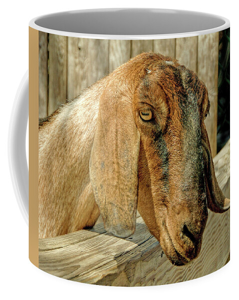 Goat Coffee Mug featuring the photograph Goat by Cathy Kovarik