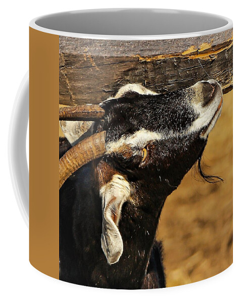 Goat Horns Fence Wood Close Coffee Mug featuring the photograph Goat by John Linnemeyer