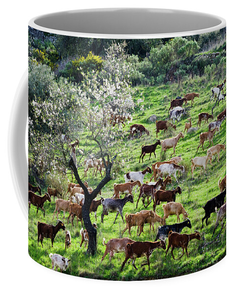 Goats Coffee Mug featuring the photograph Goats and Almonds by Gary Browne