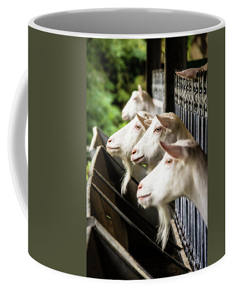 Italy Coffee Mug featuring the photograph Goats seeking attention by Craig A Walker