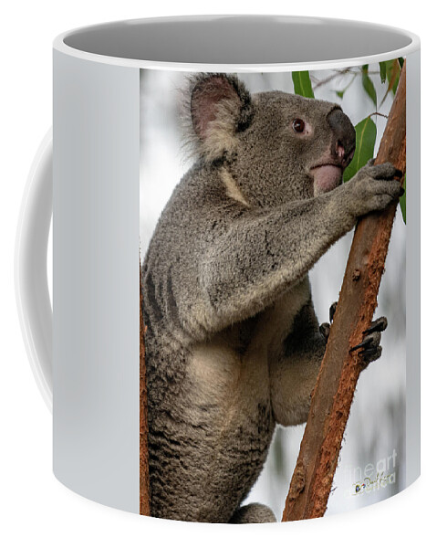 San Diego Zoo Coffee Mug featuring the photograph Going Up by David Levin