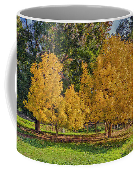 Tree Coffee Mug featuring the photograph Golden Ash Trees #2 by Elaine Teague