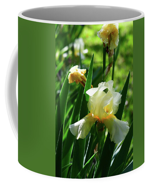 Golden Coffee Mug featuring the photograph Golden Bearded Irises by Cynthia Westbrook
