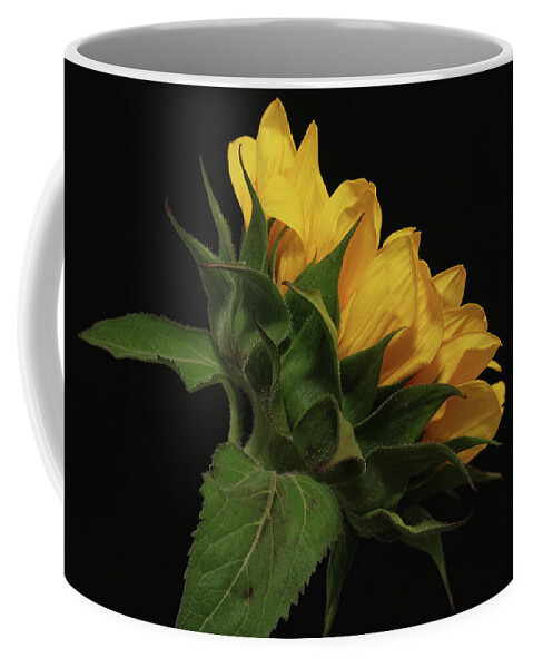 Sunflower Coffee Mug featuring the photograph Golden Beauty by Judy Vincent