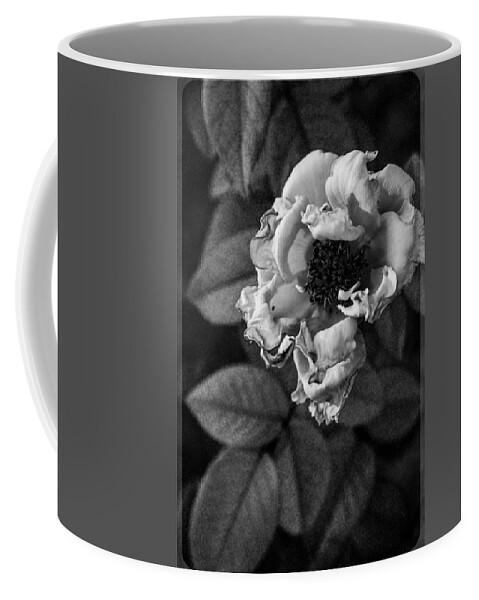 Rosa Chinensis Coffee Mug featuring the photograph Golden Hour Black and White Rose by W Craig Photography