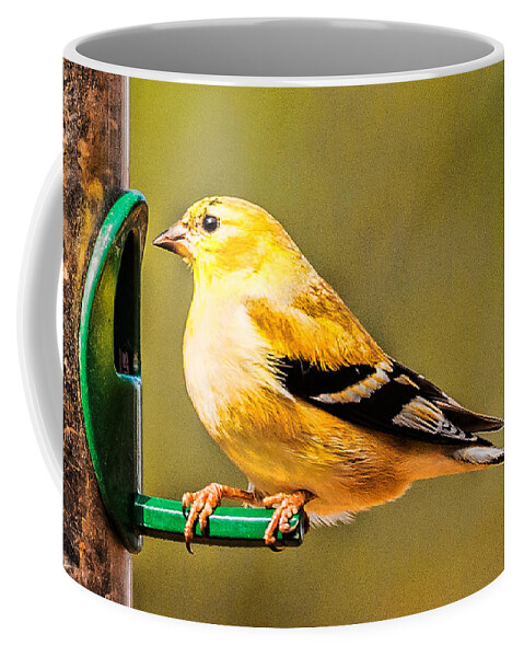 Goldfinch Coffee Mug featuring the photograph Goldfinch#1 by Joe Granita