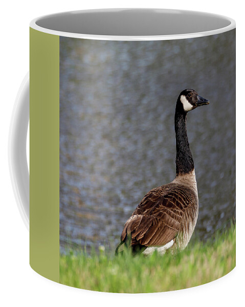 Birds Coffee Mug featuring the photograph Goose by David Beechum
