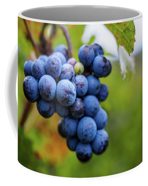 Agriculture Coffee Mug featuring the photograph Grapes on the vine by Robert Miller