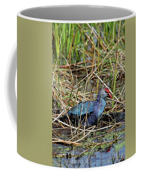 Florida Coffee Mug featuring the photograph Gray Head Bathing by Jennifer Robin