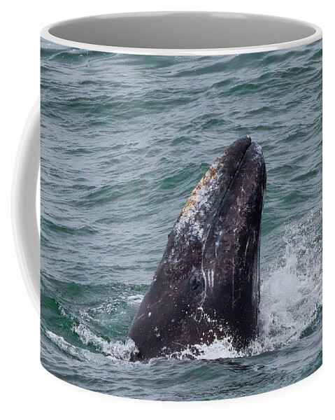 Gray Whale Coffee Mug featuring the photograph Gray Whale Spyhopping by Kathleen Bishop