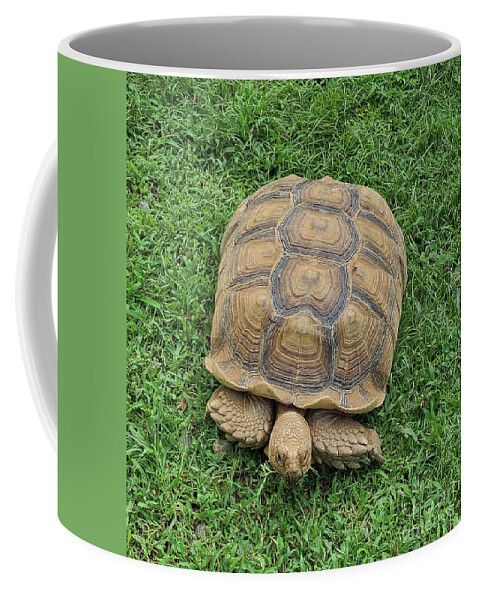 Tortoise Turtle Grass Coffee Mug featuring the photograph Grazing Tortoise by Elena Pratt
