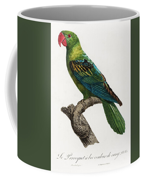 https://render.fineartamerica.com/images/rendered/default/frontright/mug/images/artworkimages/medium/3/great-billed-parrot-tanygnathus-megalorynchos-from-natural-history-of-parrots-1801-1805-by-francois-les-classics.jpg?&targetx=281&targety=0&imagewidth=237&imageheight=333&modelwidth=800&modelheight=333&backgroundcolor=414F38&orientation=0&producttype=coffeemug-11