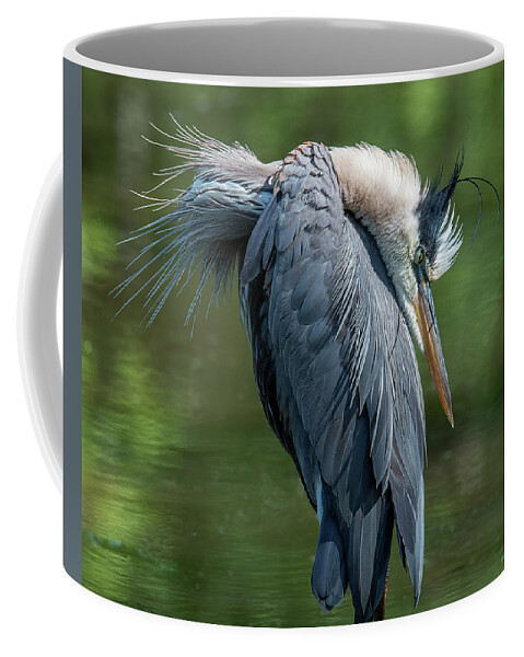 Nature Coffee Mug featuring the photograph Great Blue Heron Preening DMSB0155 by Gerry Gantt