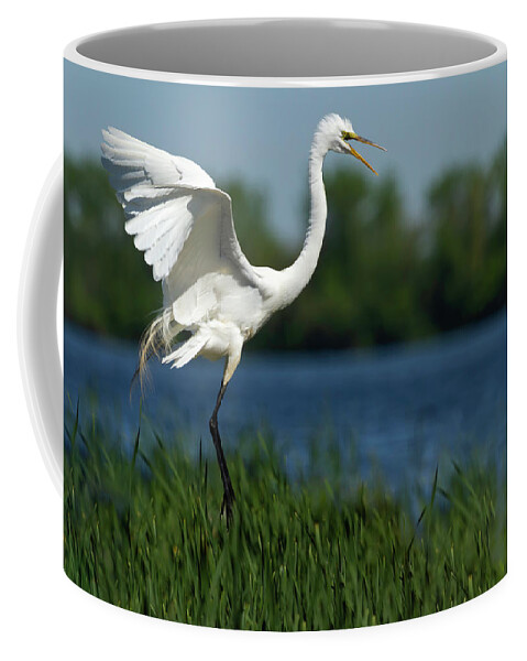 Great Egret Coffee Mug featuring the photograph Great Egret 2014-17 by Thomas Young