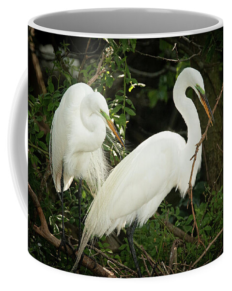 Wildlife Coffee Mug featuring the photograph Great Egret Pair Nest Building by Kristia Adams