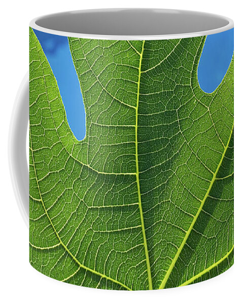 Fig Leaf Coffee Mug featuring the photograph Green fig leaf and blue water by Adriana Mueller