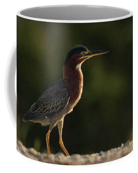 Green Heron Coffee Mug featuring the photograph Green Heron Strut by RD Allen