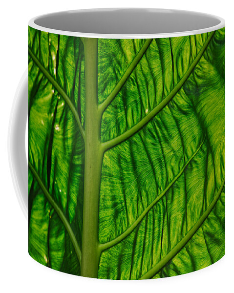 Nature Coffee Mug featuring the photograph Green by Judy Cuddehe