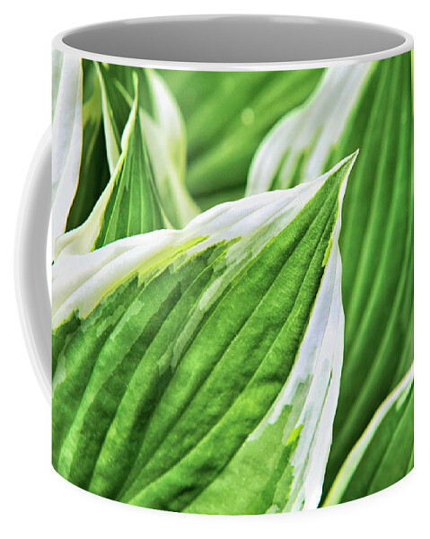 Green Leaves Coffee Mug featuring the photograph Green Leaves Nature Abstract by Christina Rollo