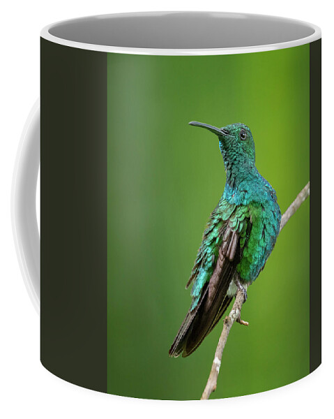Hummingbird Coffee Mug featuring the photograph Green Mango Hummingbird by Denise Saldana