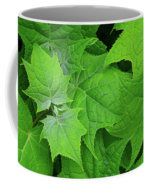 Maple Coffee Mug featuring the photograph Green maple leaves by Bernhard Schaffer
