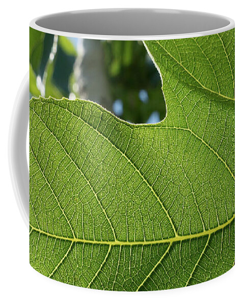 Fig Leaf Coffee Mug featuring the photograph Leaf veins of a green fig leaf in springtime by Adriana Mueller