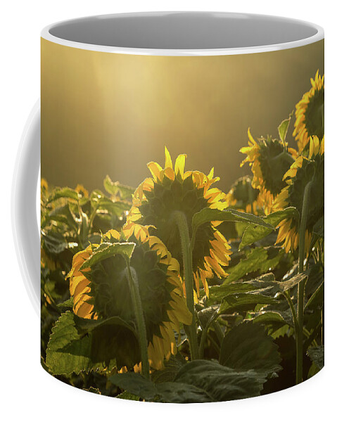 Sunflower Coffee Mug featuring the photograph Greeting the dawn by Robert Miller