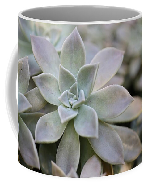 Succulent Coffee Mug featuring the photograph Grey Ghost Plant by Mingming Jiang
