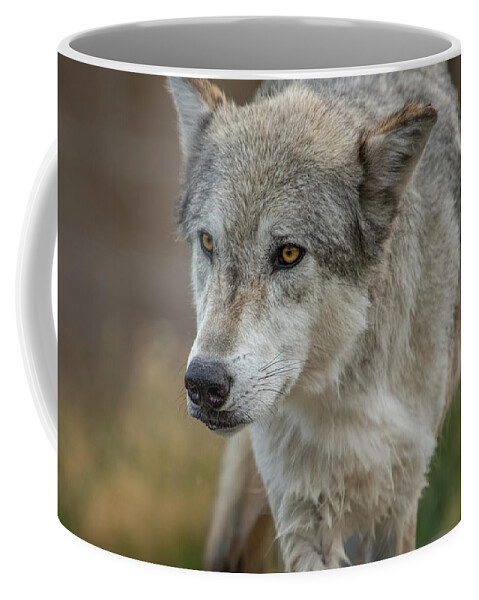Grey Wolf Coffee Mug featuring the photograph Grey Wolf Eyes by Yeates Photography