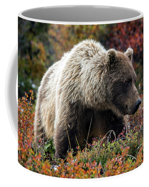Grizzly Coffee Mug featuring the photograph Grizzly bear in Denali national park - Alaska by Olivier Parent