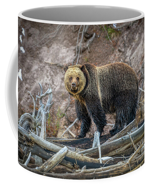 Grizzly Coffee Mug featuring the photograph Grizzly Crossing by Kenneth Everett