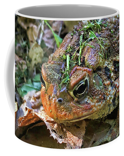 Grumpy Fowler's Toad Coffee Mug featuring the photograph Grumpy Fowler's Toad by Susan Maxwell Schmidt