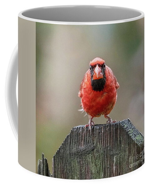 Northern Cardinal Coffee Mug featuring the photograph Grumpy Male Red Northern Cardinal by Sandra Rust