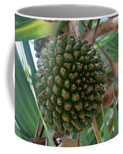 Screw Pine Coffee Mug featuring the photograph Hala Fruit Screw Pine by Pamela Williams