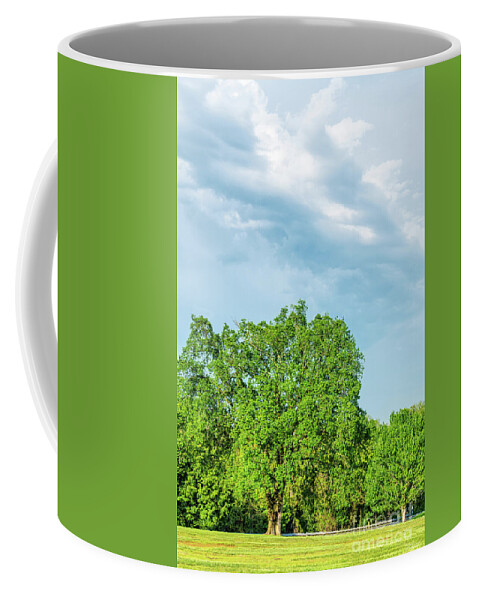 Elm Coffee Mug featuring the photograph Half Elm Tree Half Sky by Jennifer White