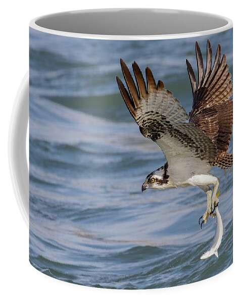 Osprey Coffee Mug featuring the photograph Hangin' by One v2 by RD Allen