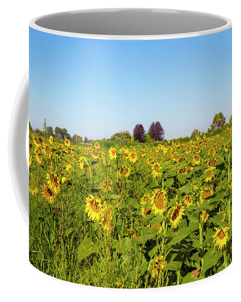 Sunflowers Coffee Mug featuring the photograph Happy Sunflowers by Dart Humeston
