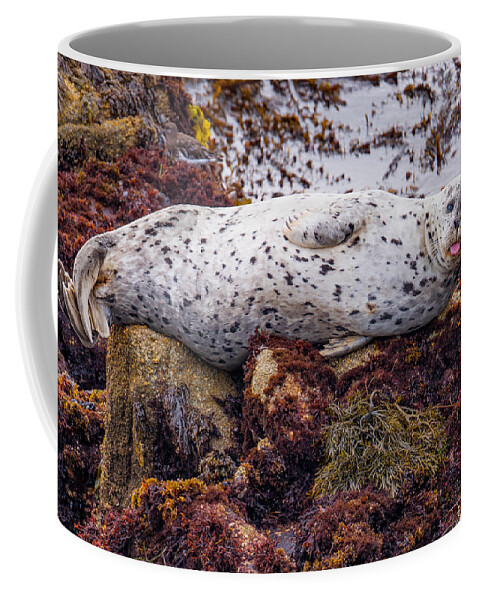 Harbor Seal Coffee Mug featuring the photograph Happy The Harbor Seal by Derek Dean