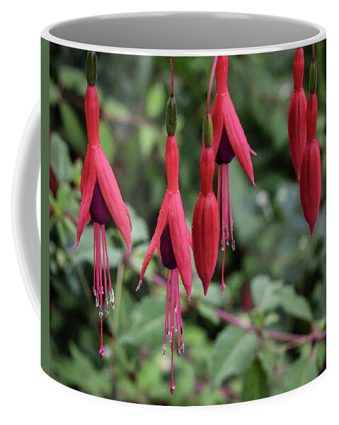 Plant Coffee Mug featuring the photograph Hardy fuchsia with pendent flowers by Anamar Pictures