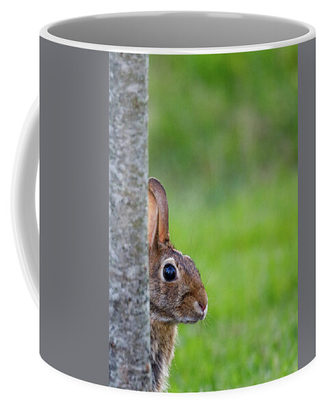 Bunny Coffee Mug featuring the photograph Hare by David Beechum