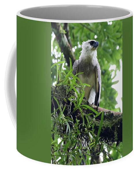 David Coffee Mug featuring the photograph Harpy Eagle 1 by David and Patricia Beebe